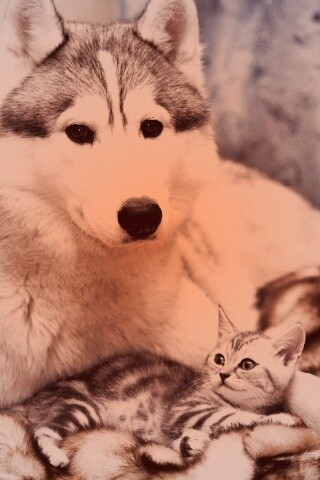 Собака и котенок обои