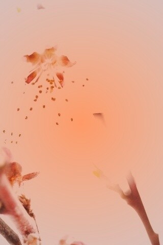 Нежные розовые цветы обои