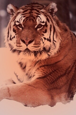 Тигр в снегу обои