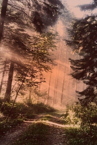 Тропа в лесу обои