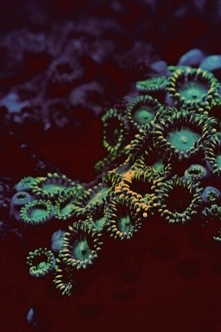 Морское дно обои