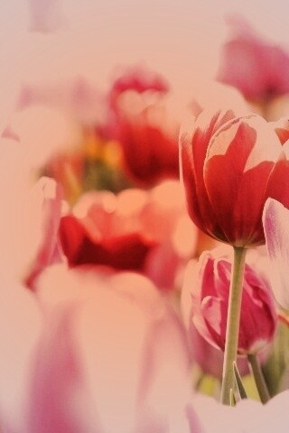 Красивые тюльпаны обои
