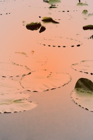 Плавающие листья обои