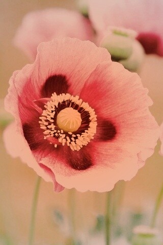 Розовые маки обои