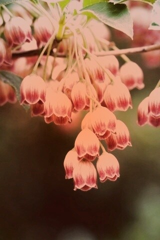 Красные колокольчики обои