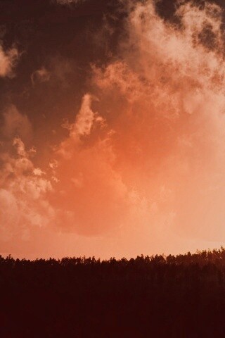 Закат над лесом обои