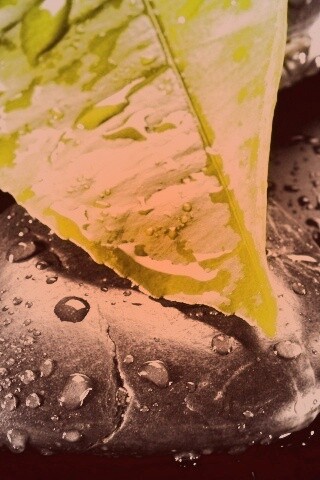 Зеленый лист на черных камнях обои