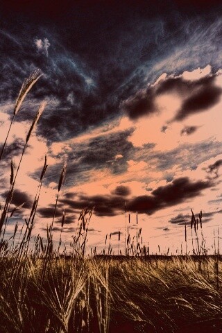 HDR Поле обои