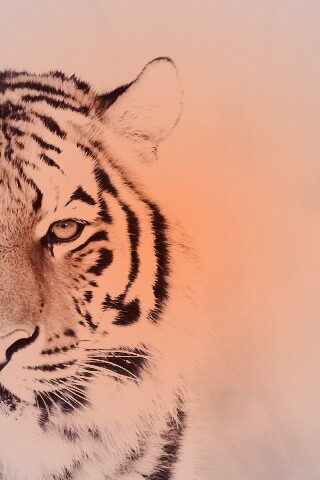 Красавец тигр обои