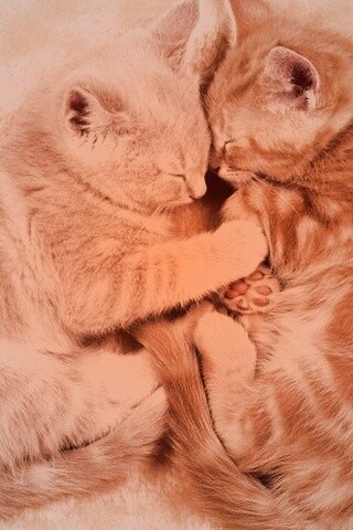 Рыжие котята в обнимку обои
