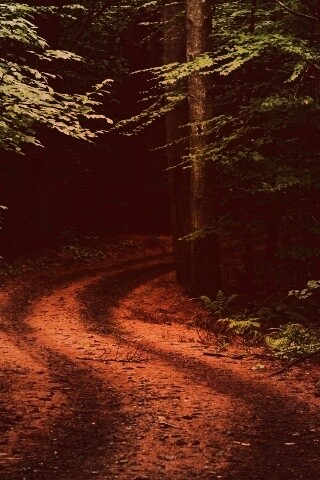 Лесная дорога обои