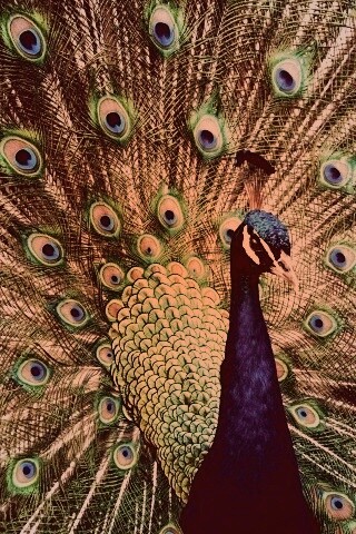 Красивый павлин обои