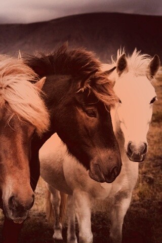 Мустанги обои