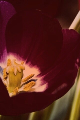 Фиолетовый цветочек обои