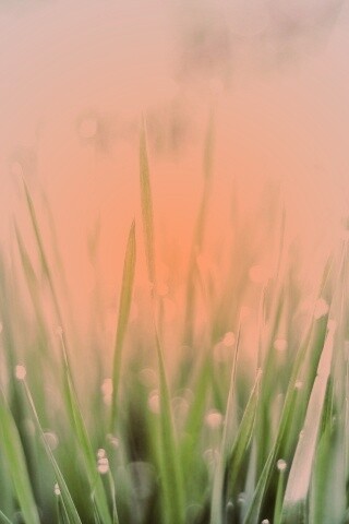 Нежная травка обои