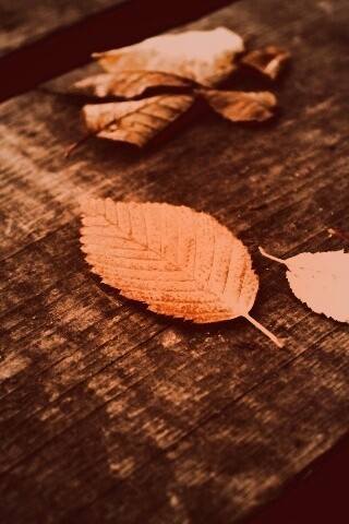 Опавшая листва обои