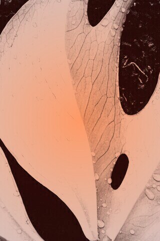 Белый лист обои