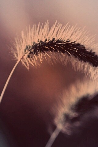 Травинка обои