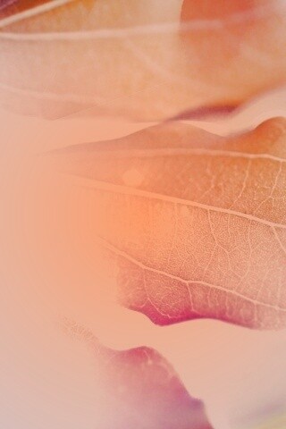 Радужные листья обои