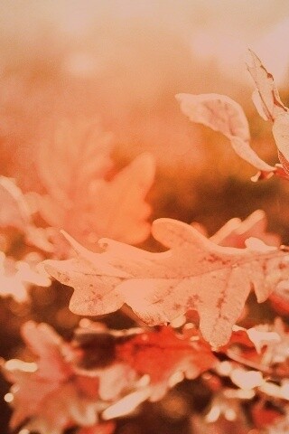 Дубовые листья обои