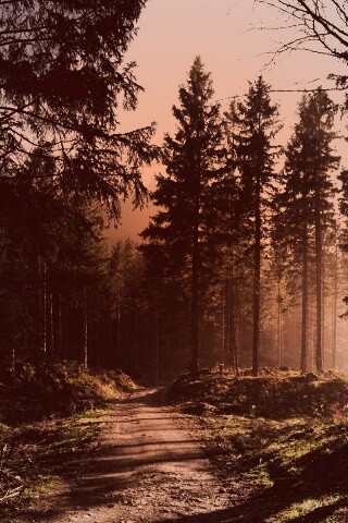 Лесная дорога обои