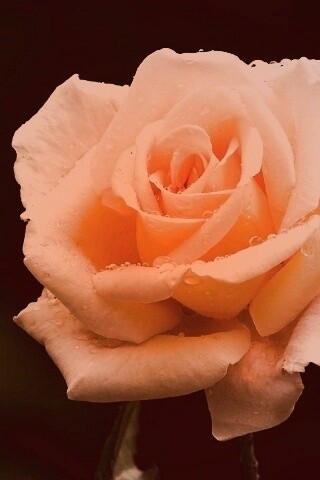 Белая роза обои