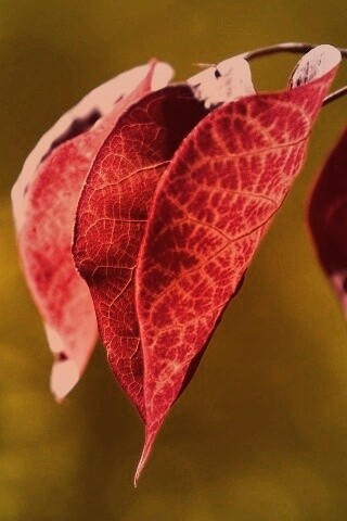 Ветка красных листьев обои