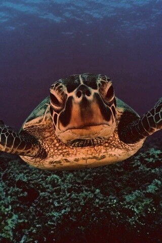 Морская черепаха обои