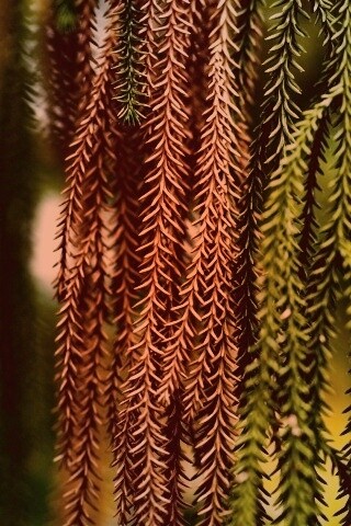 Зеленые колючки обои