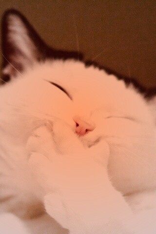 Смеющийся кот обои