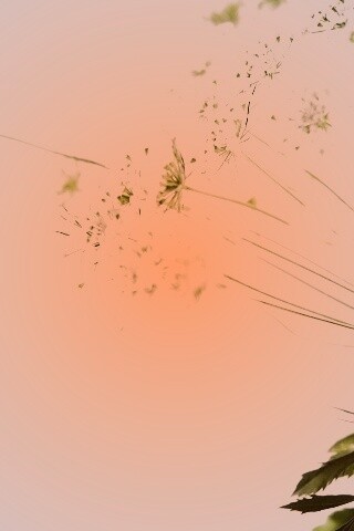 Цветы в макро обои