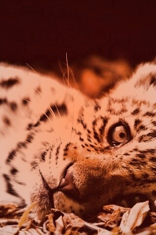 Гепард котенок обои