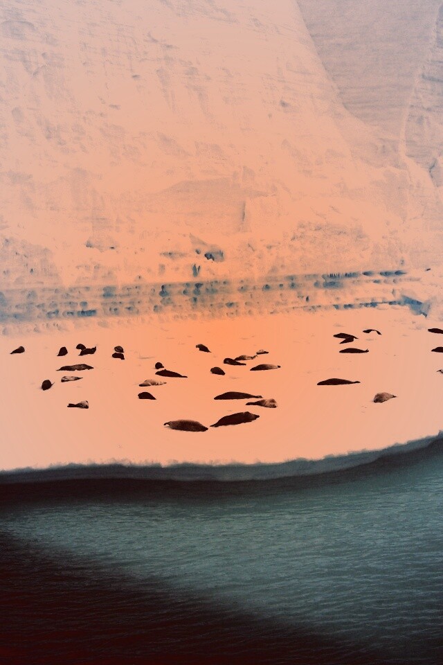 Спящие тюлени обои