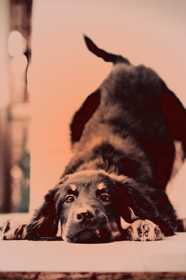 Игривый пес обои