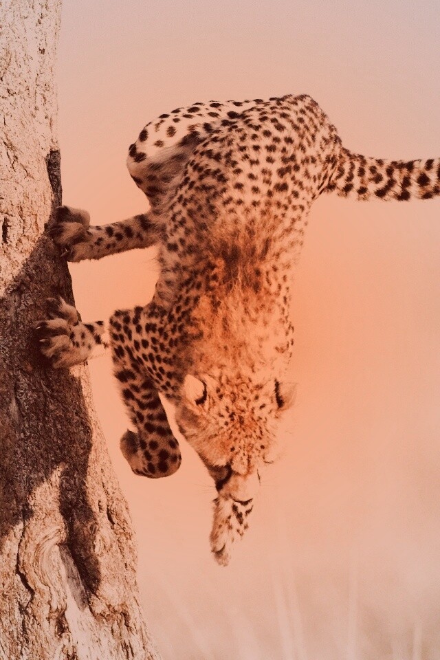 Скалолаз обои