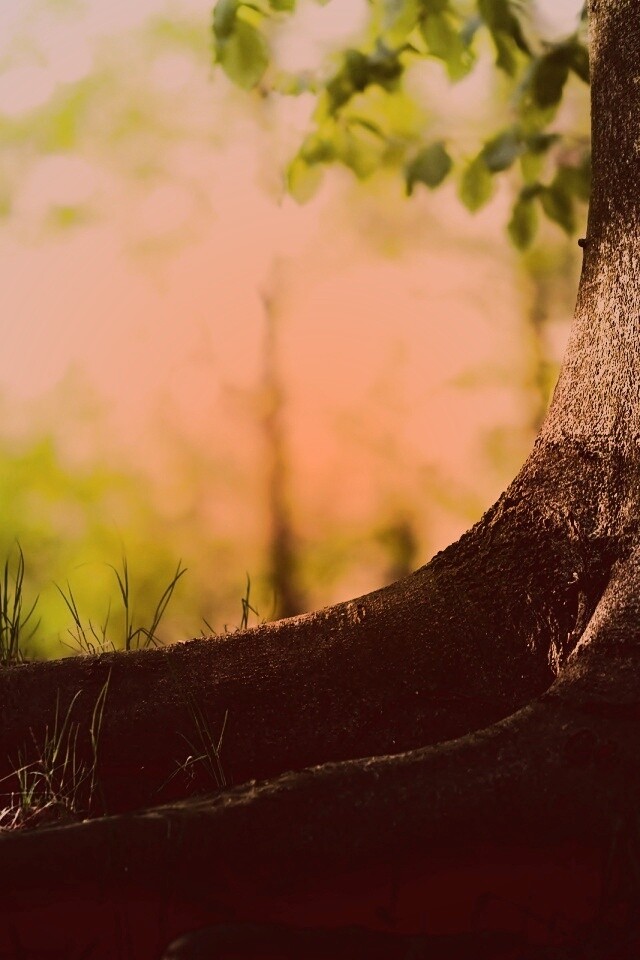 Корни дерева обои