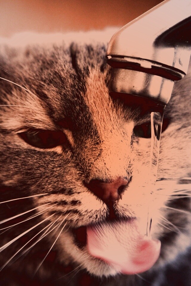 Кот пьет из под крана обои