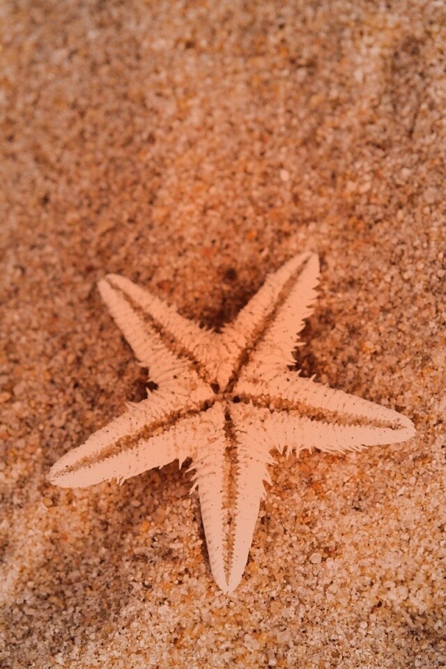 Морская звезда на песке обои