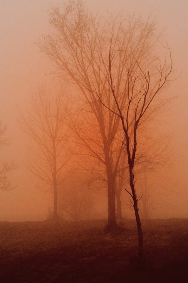 Деревья в тумане обои