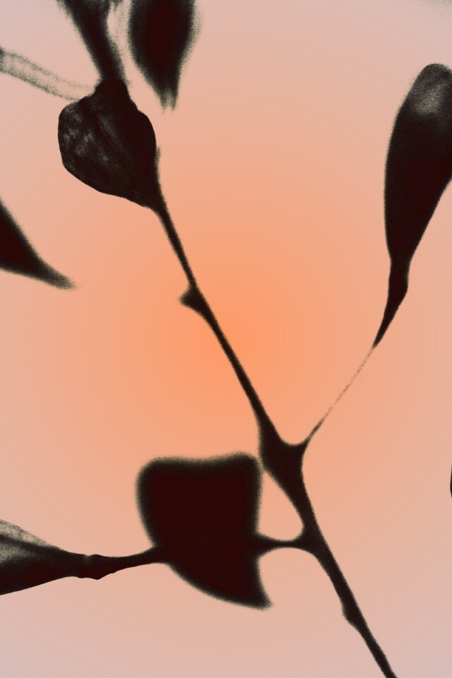 Усыхающие листья обои