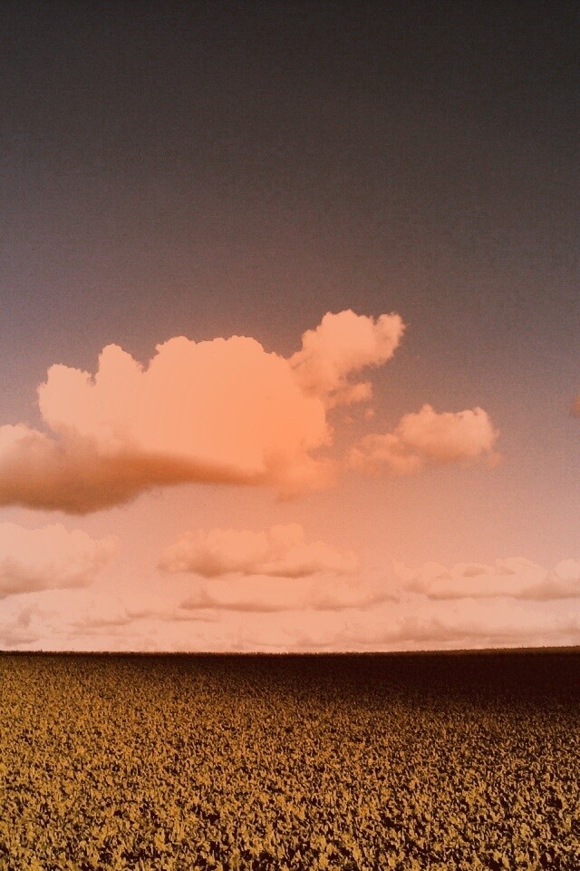 Обака над бескрайними полями обои