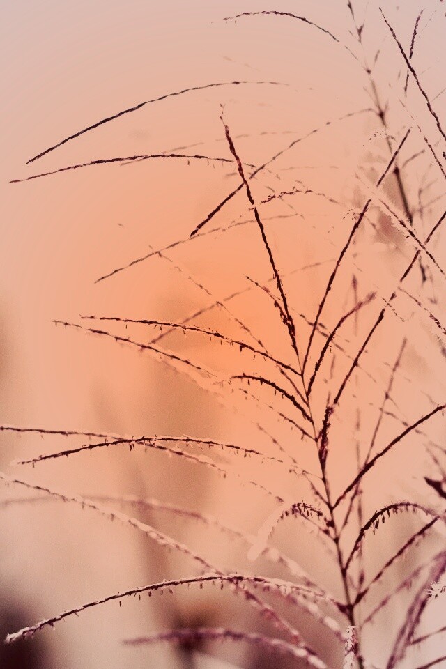 Макро фото растения обои