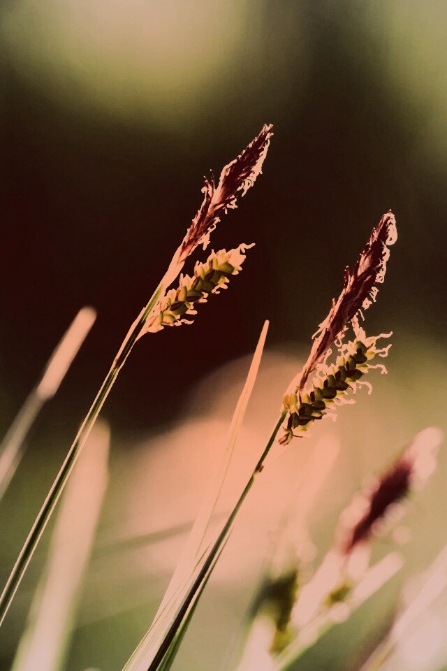Макро фото луговой травы обои