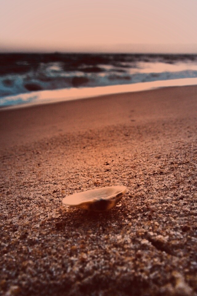 Ракушка не песчанном берегу обои