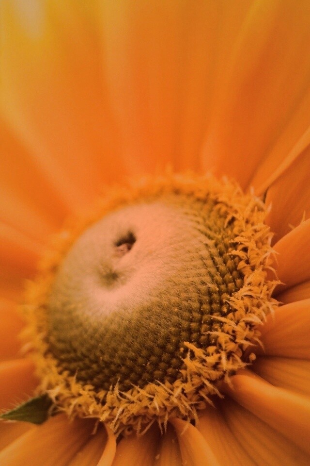 Недозрелый цветок подсолнечника обои