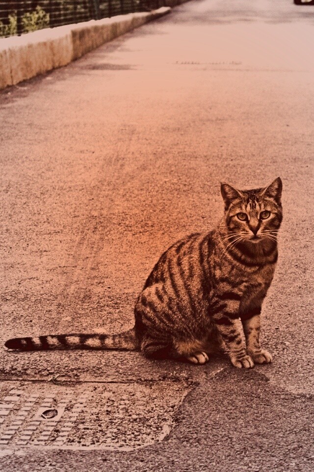 Бездомный котик обои