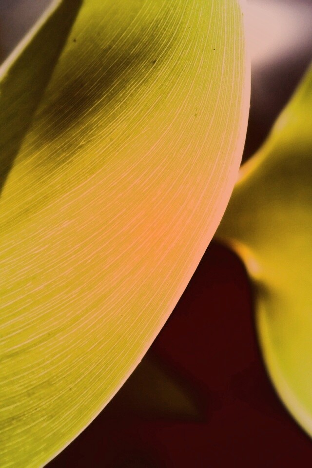 Лист на просвет обои