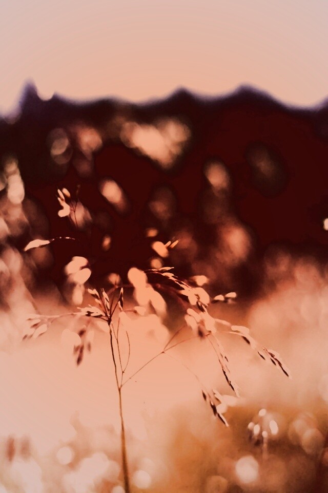 Трава на солнце обои