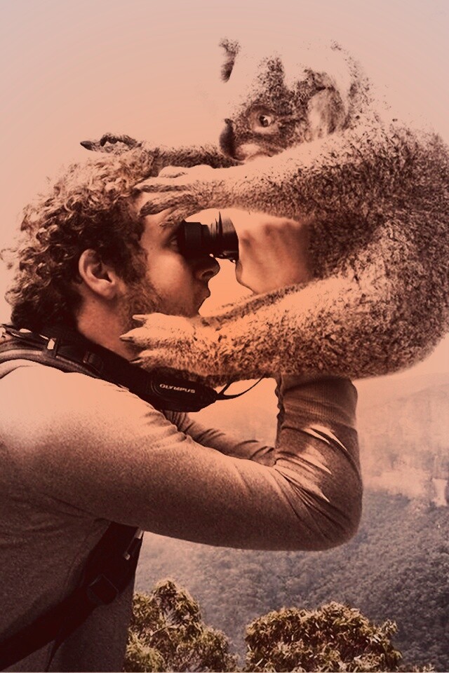 Коала ближе чем кажется обои