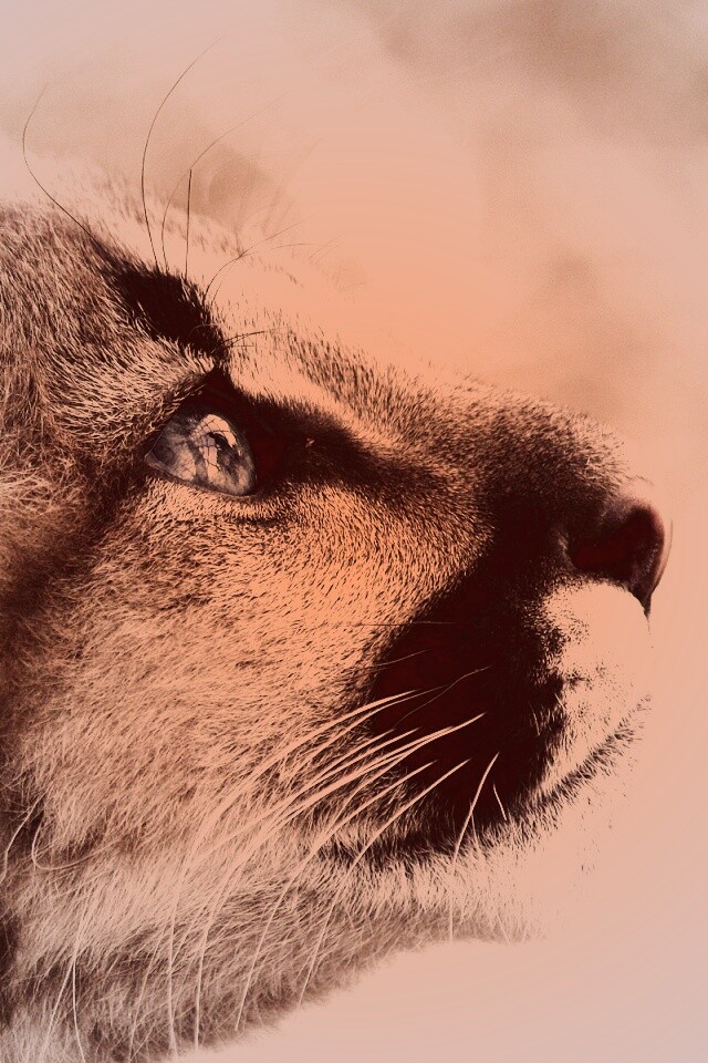 Оцелот смотрит вдаль обои